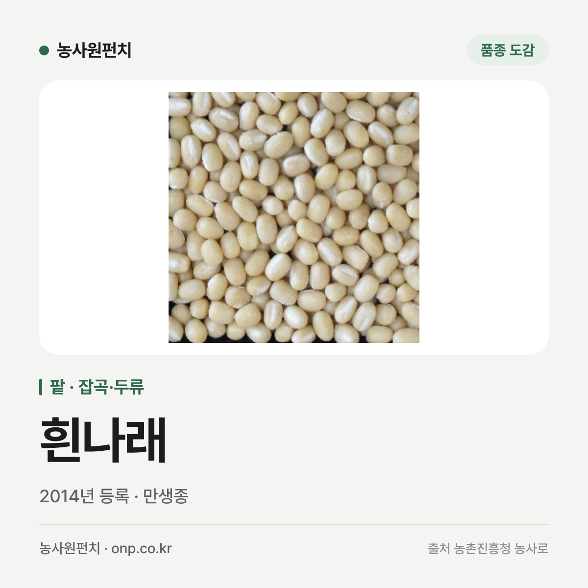 흰나래