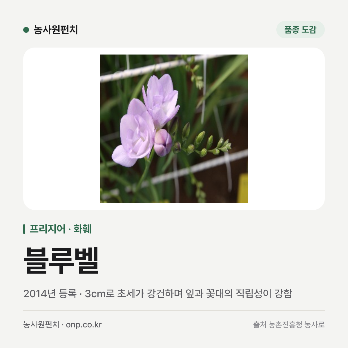 블루벨