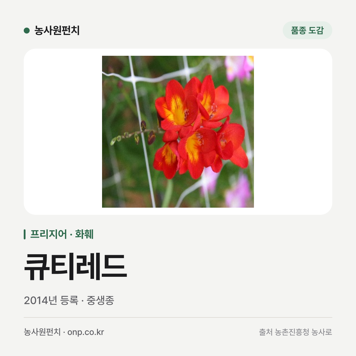 큐티레드