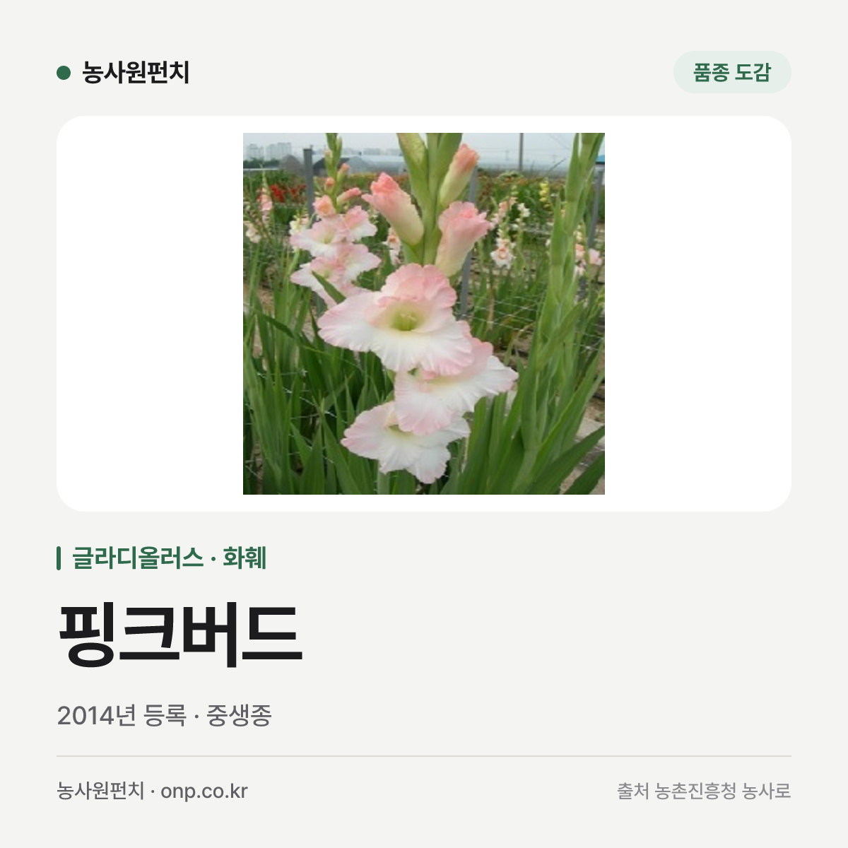 핑크버드