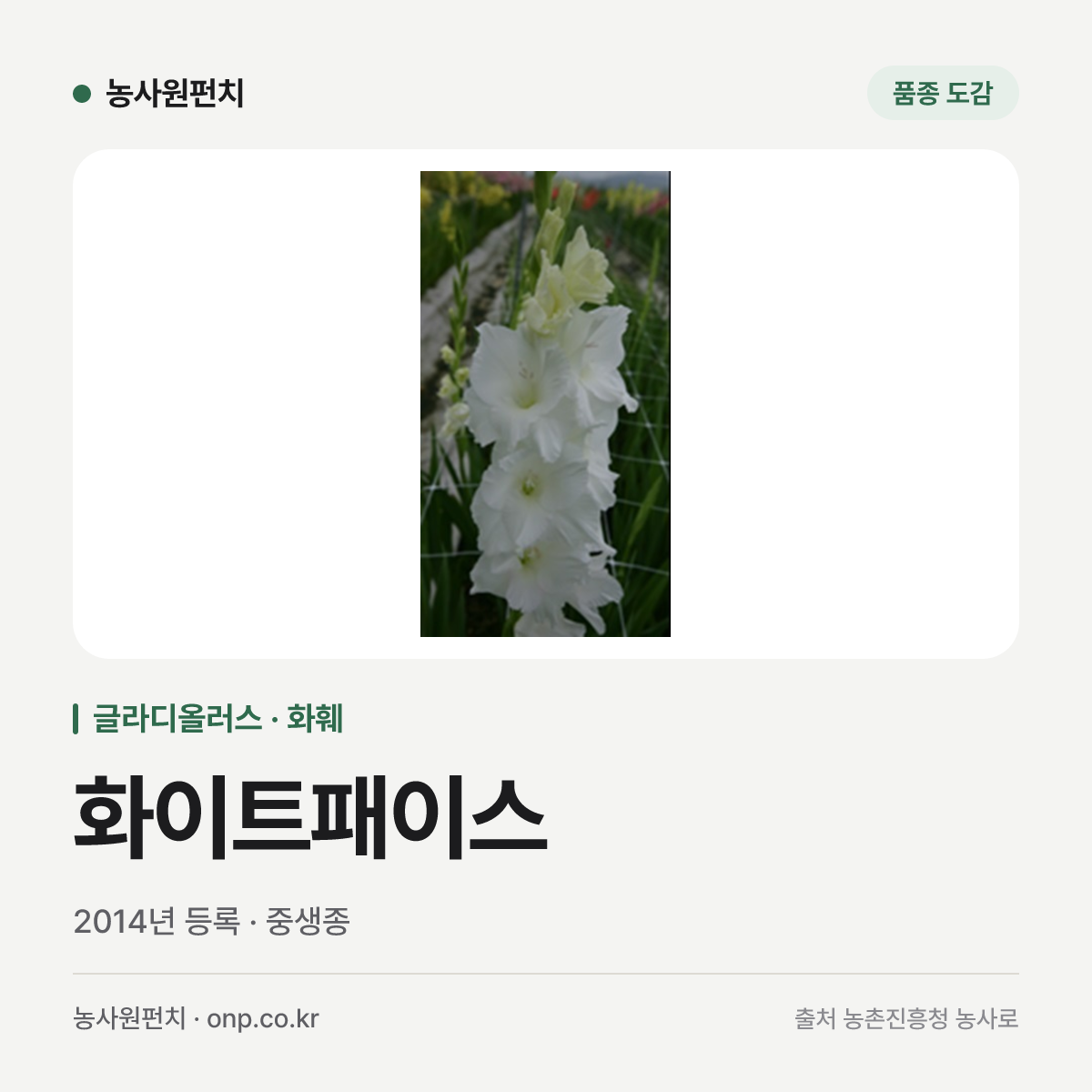 화이트패이스