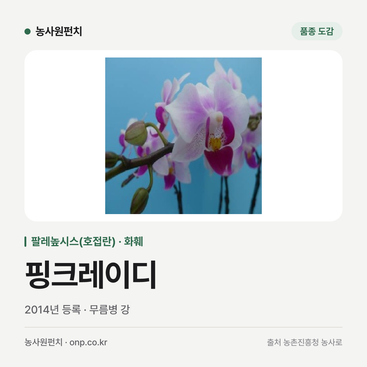 핑크레이디
