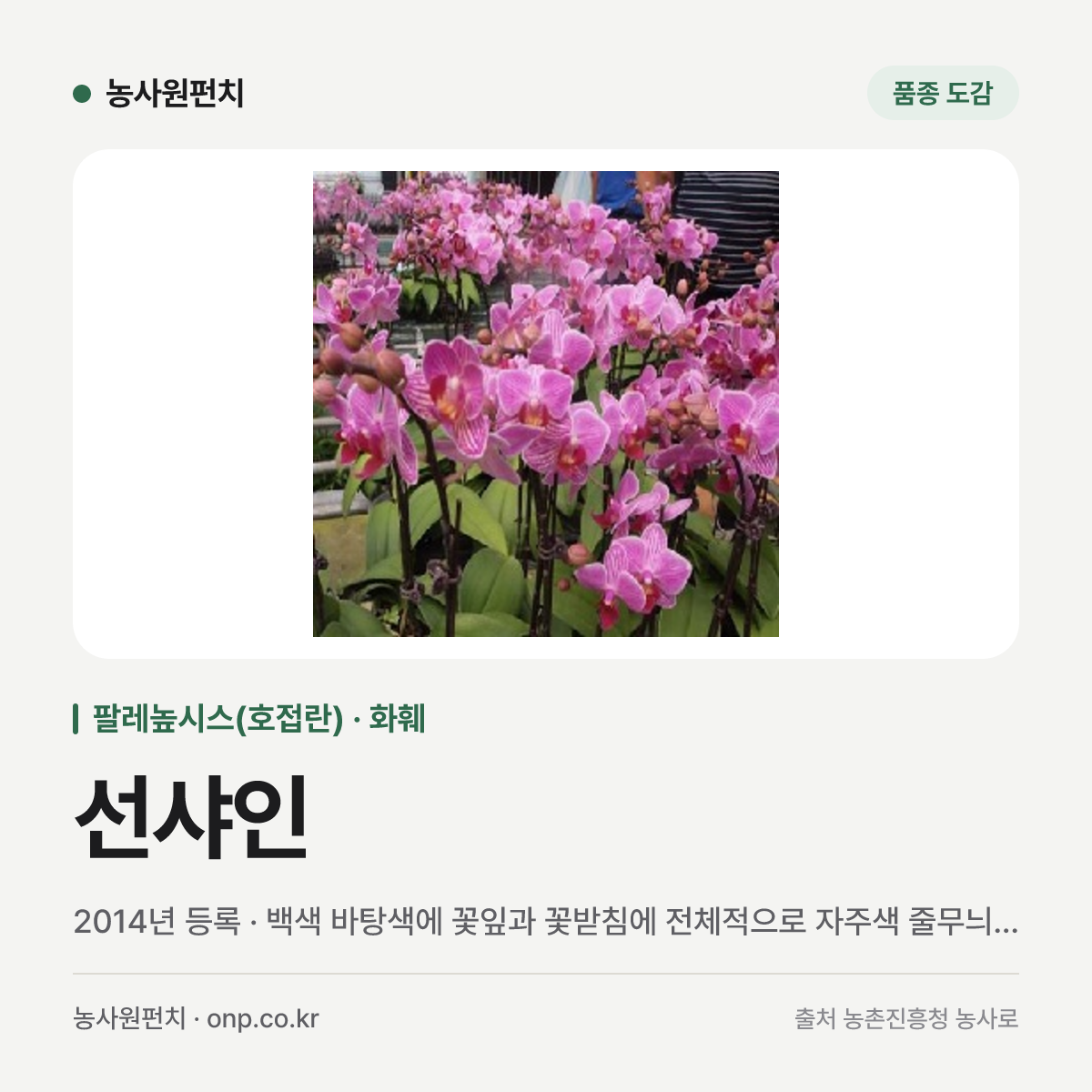 선샤인