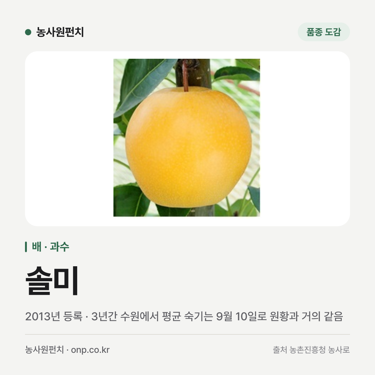솔미