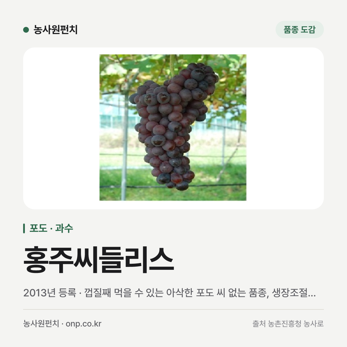 홍주씨들리스