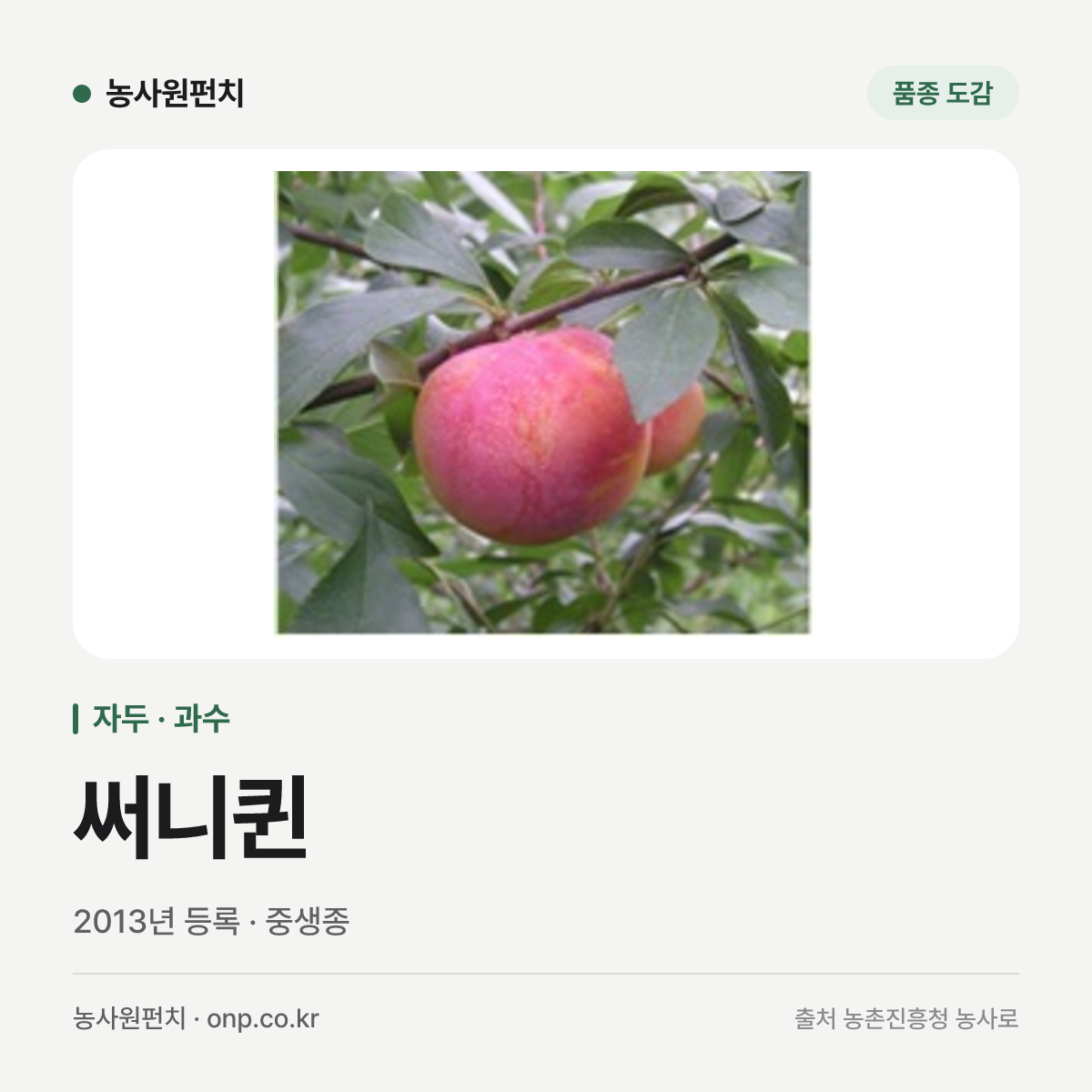써니퀸