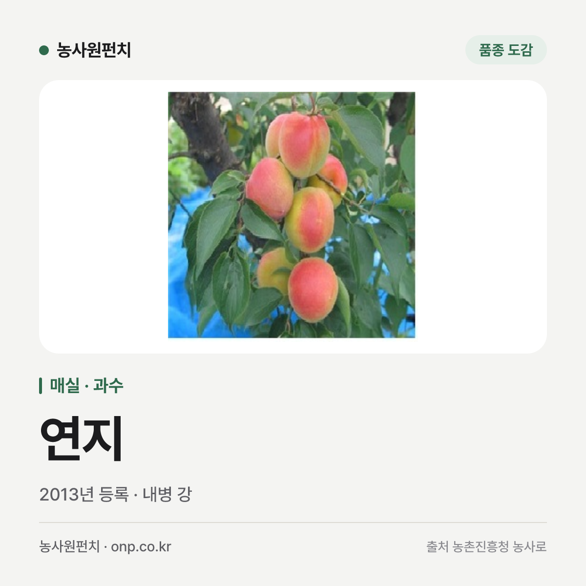 연지