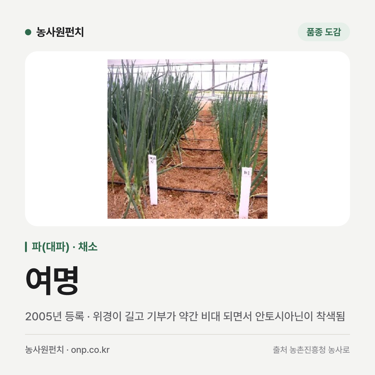 여명