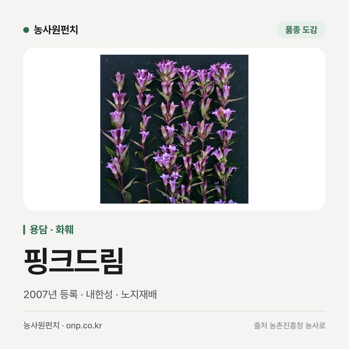 핑크드림