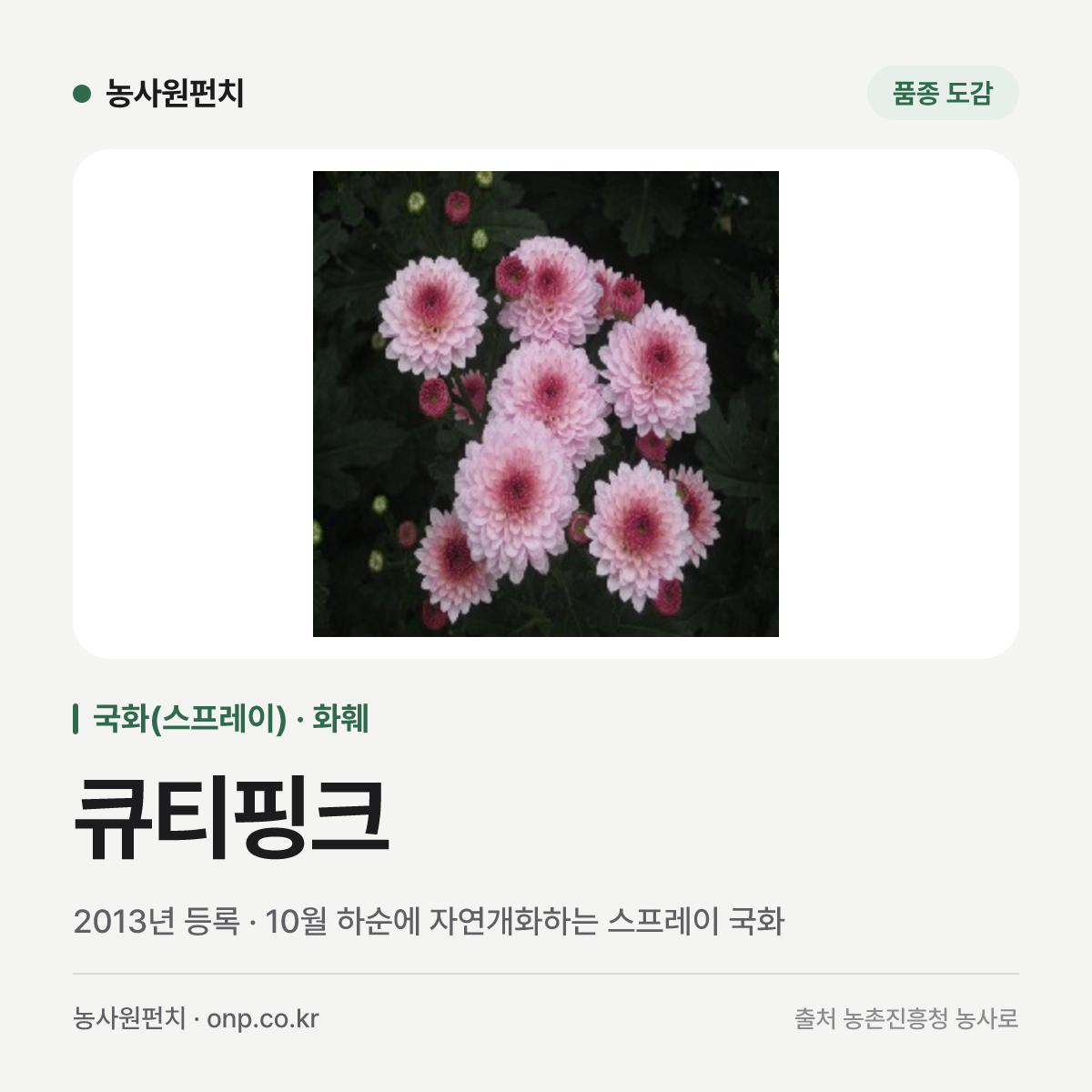 큐티핑크