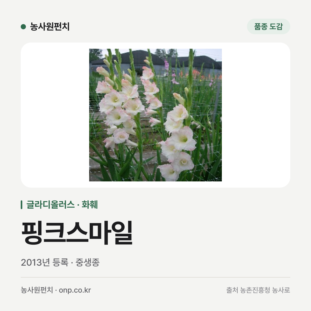 핑크스마일