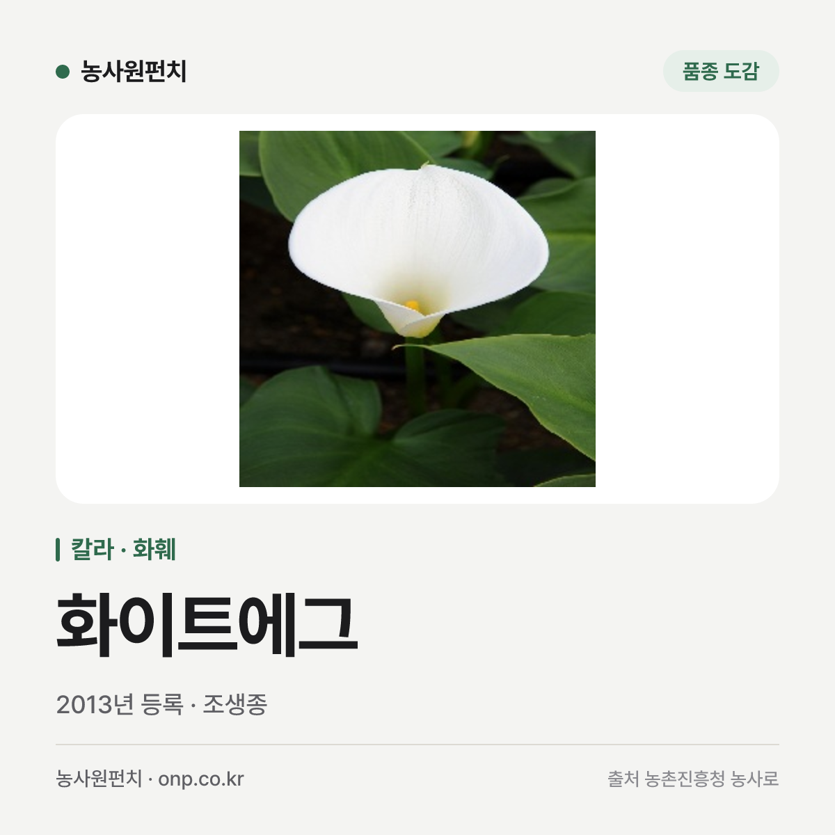 화이트에그