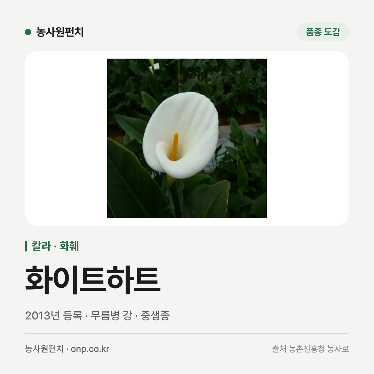 화이트하트