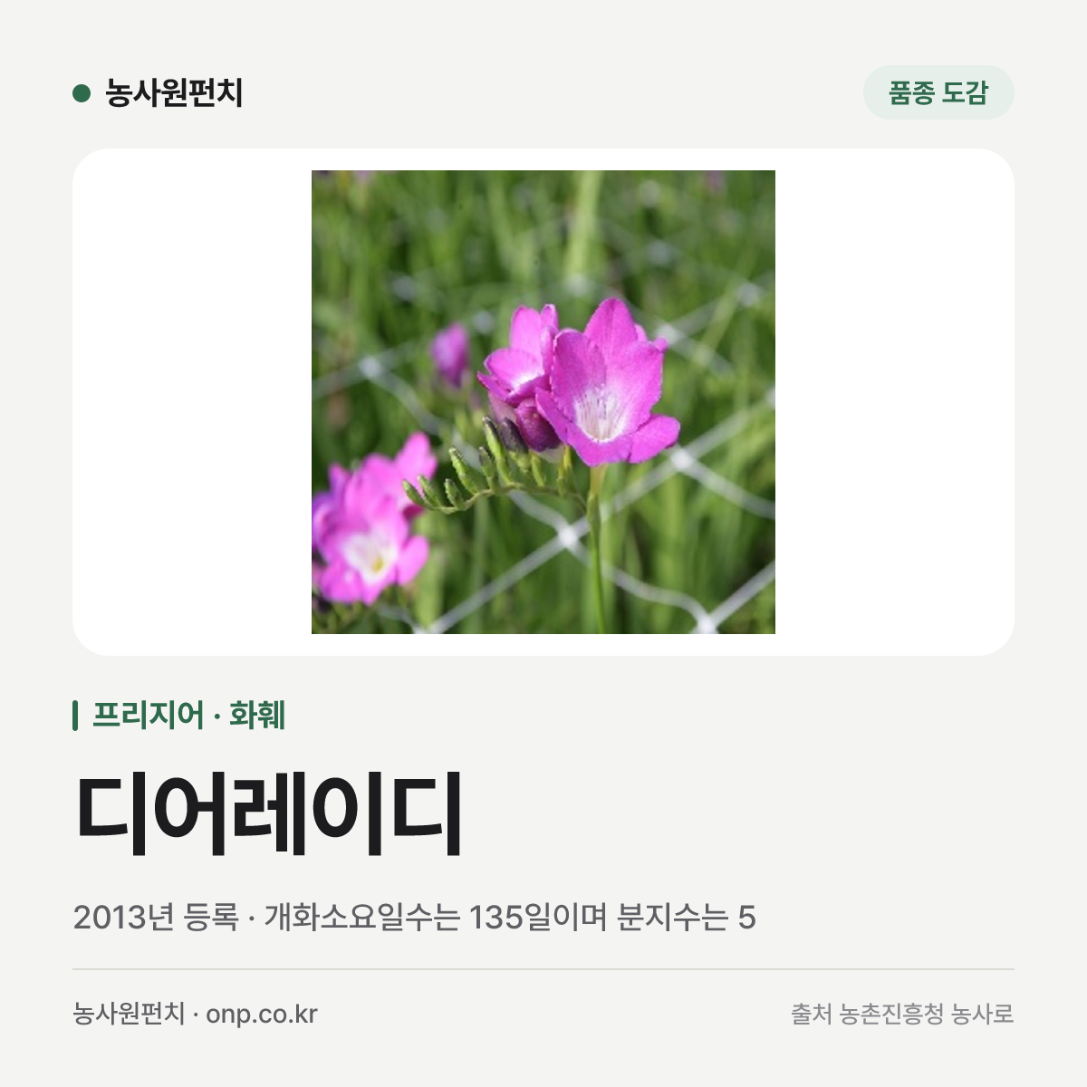 디어레이디